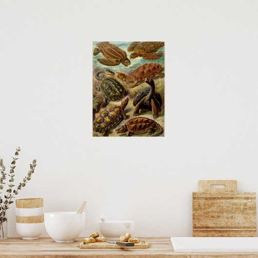 schildpad (Chelonia) van Haeckel Poster (Keuken)