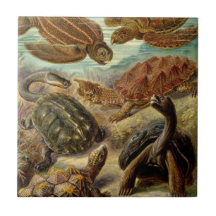 schildpad (Chelonia) van Haeckel Tegeltje