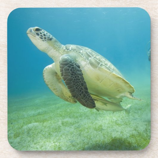 Schildpad Drankjes Onderzetter (Voorkant)