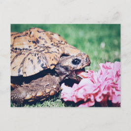 SCHILDPAD EET EEN BRIEFKAART