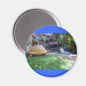 Schildpad en Blauwe Gaai Vrienden Magneet (Voorkant / Achterkant)