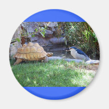 Schildpad en Blauwe Gaai Vrienden