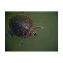 Schildpad en garnalen Lunch Buddies