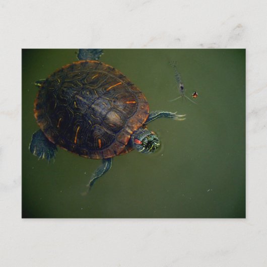 Schildpad en garnalen Lunch Buddies Briefkaart (Voorkant)
