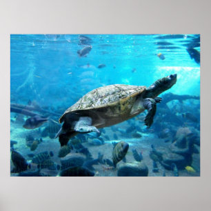 Schildpad en vis poster