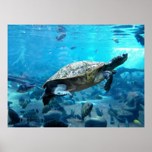 Schildpad en vis poster (Voorkant)
