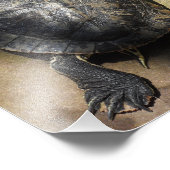 Schildpad en vraagteken Butterfly Foto Afdruk (Hoek)