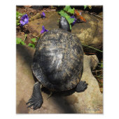 Schildpad en vraagteken Butterfly Foto Afdruk (Voorkant)