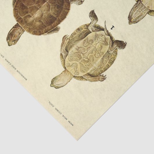 Schildpad  Ephemera Decoupage Tissuepapier (Detail)