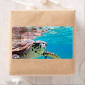 Schildpad Etiket (Insitu)