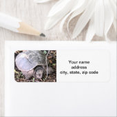 Schildpad Etiket (Insitu)