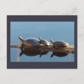 Schildpad familie zonnen op een log Briefkaart (Voorkant)