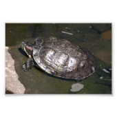 "Schildpad" Foto Afdruk (Voorkant)