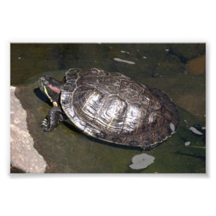 "Schildpad" Foto Afdruk