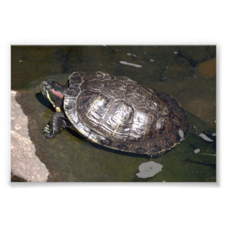 "Schildpad" Foto Afdruk
