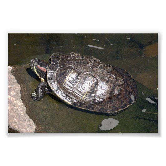 "Schildpad" Foto Afdruk (Voorkant)