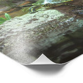 Schildpad Foto Afdruk (Hoek)