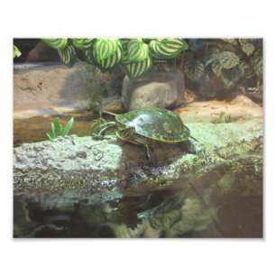 Schildpad Foto Afdruk