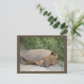 Schildpad Foto Ansichtkaart Briefkaart (Staand voorkant)