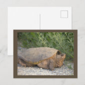 Schildpad Foto Ansichtkaart Briefkaart (Voorkant / Achterkant)