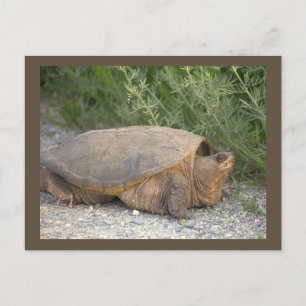 Schildpad Foto Ansichtkaart Briefkaart