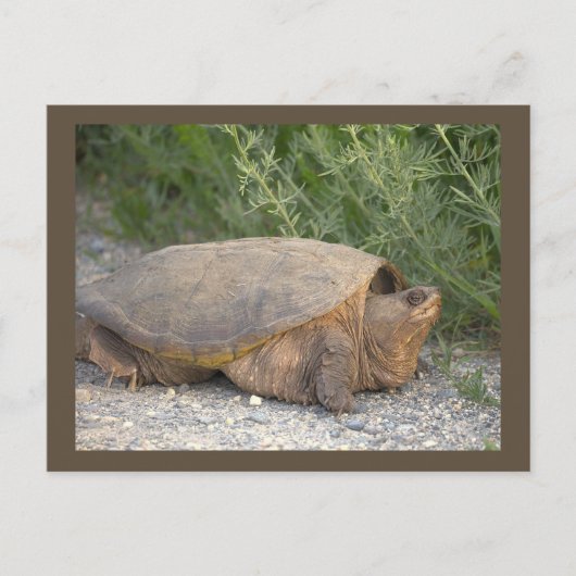 Schildpad Foto Ansichtkaart Briefkaart (Voorkant)