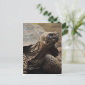 Schildpad foto briefkaart (Staand voorkant)
