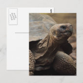 Schildpad foto briefkaart (Voorkant / Achterkant)