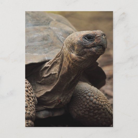 Schildpad foto briefkaart (Voorkant)