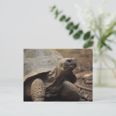 Schildpad foto briefkaart (Staand voorkant)