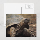 Schildpad foto briefkaart (Voorkant / Achterkant)