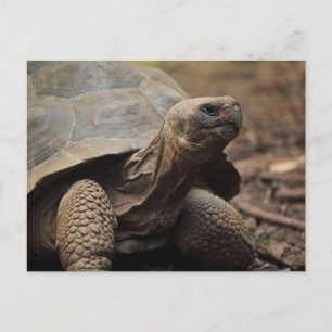 Schildpad foto briefkaart