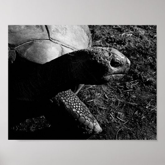 Schildpad Foto in Zwart en Wit Poster (Voorkant)