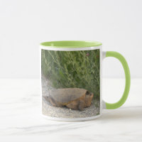 Schildpad Foto Mok