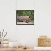 Schildpad Foto Poster (Keuken)