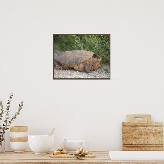 Schildpad Foto Poster (Keuken)