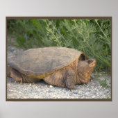 Schildpad Foto Poster (Voorkant)