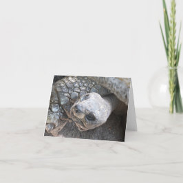 Schildpad Gezicht op een blanco briefkaart