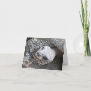 Schildpad Gezicht op een blanco briefkaart