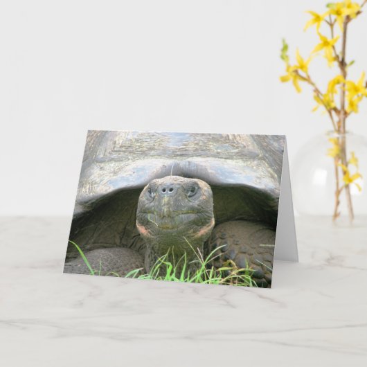 Schildpad, het Eiland van Cruz van de Kerstman, de Kaart (Gele Bloem)