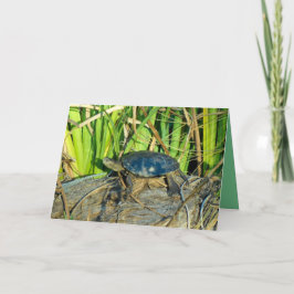 Schildpad in het Wenskaart van de Zon Kaart