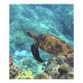 Schildpad in het zee foto afdruk (Voorkant)