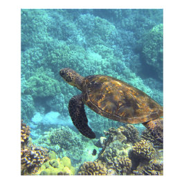 Schildpad in het zee foto afdruk