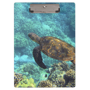 Schildpad in het zee klembord