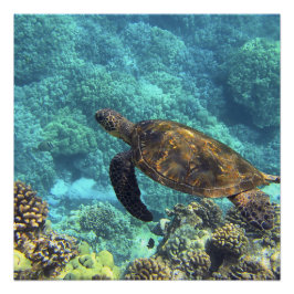 Schildpad in het zee perfect poster