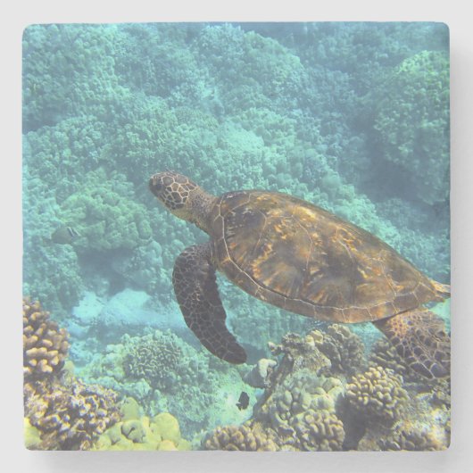 Schildpad in het zee stenen onderzetter (Voorkant)