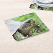 Schildpad Kartonnen Onderzetters (Schuin)