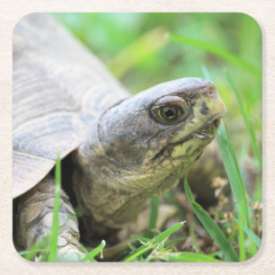 Schildpad Kartonnen Onderzetters