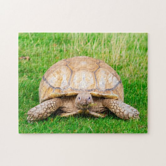 Schildpad Legpuzzel (Horizontaal)