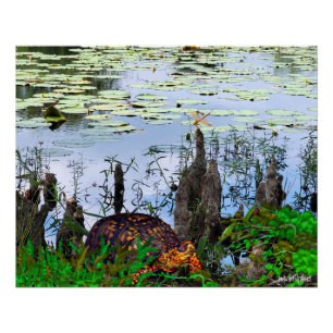 Schildpad Libelle Pneumatophores Vijver Perfect Poster